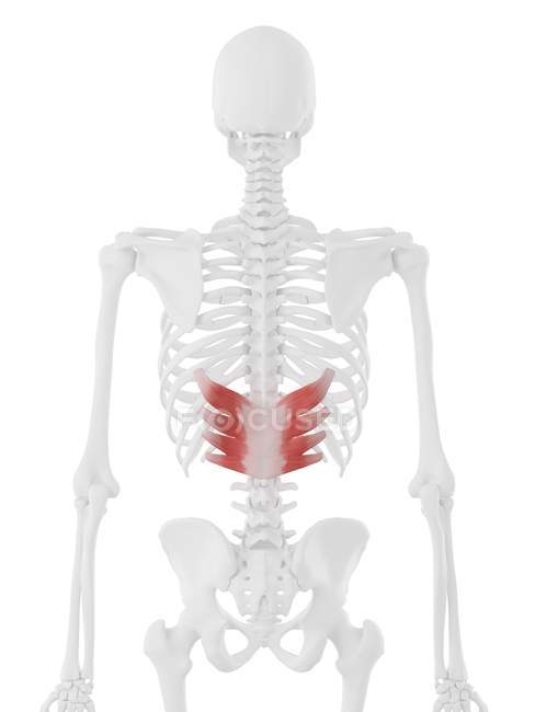 Menschliches Skelett mit rotem Serratus posterior inferior Muskel, digitale Illustration. — Stockfoto