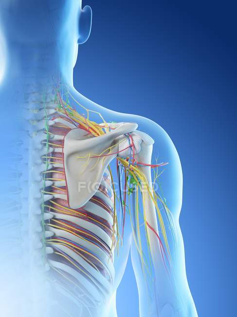 Анатомія чоловічого плеча, цифрова ілюстрація . — стокове фото
