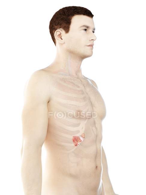 Anatomie des männlichen Körpers Bauchspeicheldrüse, Computerillustration. — Stockfoto