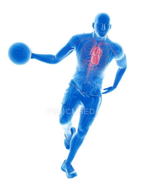 Anatomie eines Basketballspielers mit sichtbarem Herzen, Computerillustration. — Stockfoto
