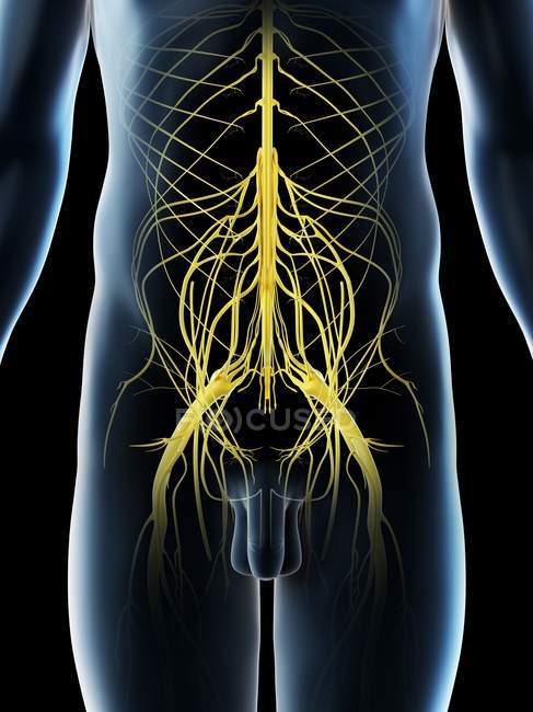 Nervios pélvicos en silueta masculina abstracta, ilustración por computadora
. - foto de stock