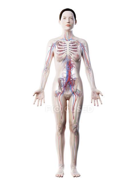 Женская анатомия с сосудистой системой, цифровая иллюстрация
. — стоковое фото