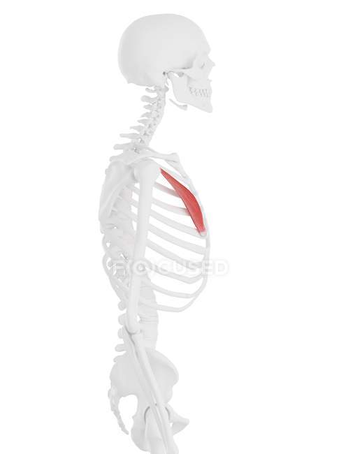 Esqueleto humano com músculo peitoral menor de cor vermelha, ilustração digital . — Fotografia de Stock