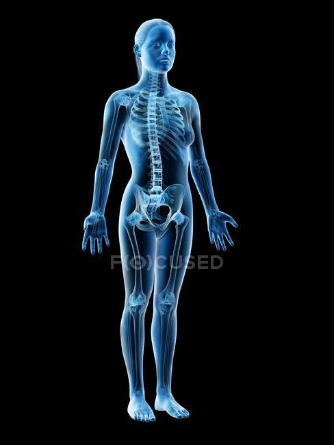 Squelette et ligaments féminins dans un corps transparent, illustration informatique . — Photo de stock
