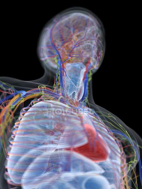 Модель людського тіла, що показує чоловічу анатомію і кровоносні судини, цифрова ілюстрація. — стокове фото