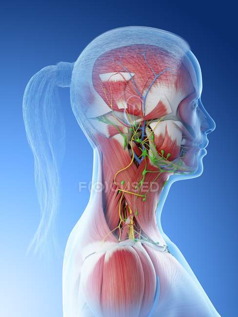Female head and neck anatomy, computer illustration. — Stock Photo