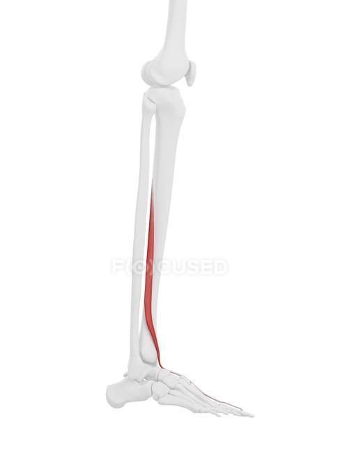 Menschliches Skelettstück mit detailliertem rotem Streckmuskel Hallucis longus, digitale Illustration. — Stockfoto