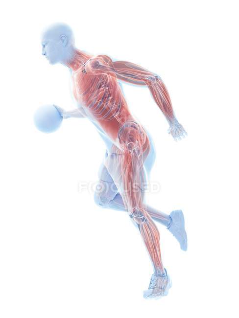 Músculos masculinos del jugador de baloncesto mientras que funciona con bola, ilustración del ordenador
. - foto de stock
