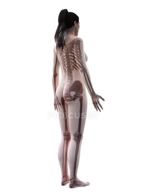 Silhueta de corpo feminino com esqueleto visível, ilustração digital . — Fotografia de Stock