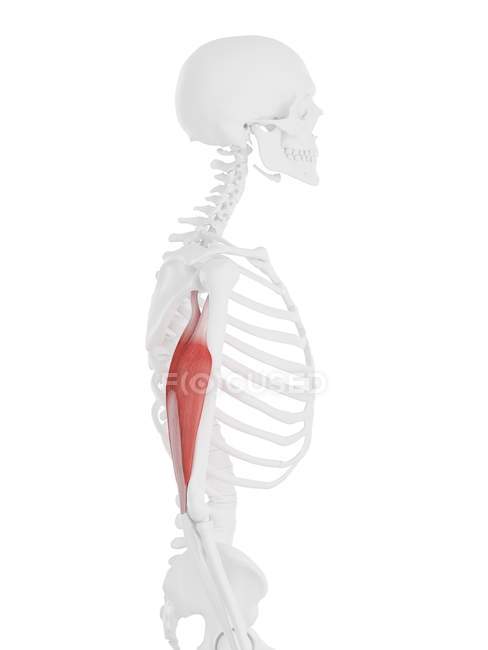 Модель скелета человека с детальной мышцей трицепса, компьютерная иллюстрация
. — стоковое фото