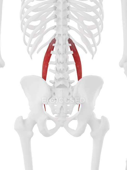 Esqueleto humano con músculo menor Psoas de color rojo, ilustración digital . - foto de stock