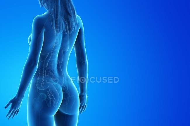 Модель людського тіла, що показує жіночу анатомію з внутрішніми органами заднього виду, цифрова 3D ілюстрація . — стокове фото