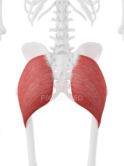 Scheletro umano con dettagliato muscolo rosso Gluteus maximus, illustrazione digitale . — Foto stock