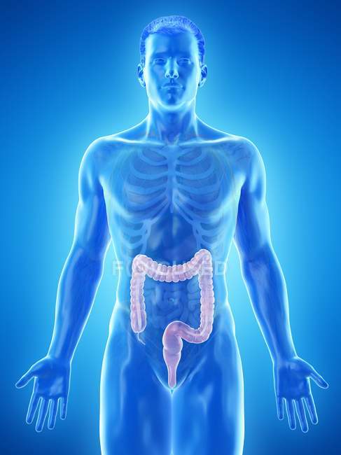 Silueta masculina con intestino grueso visible, ilustración digital
. - foto de stock