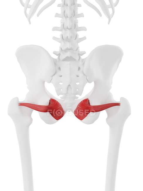 Scheletro umano con muscolo otturatore internus di colore rosso, illustrazione digitale . — Foto stock