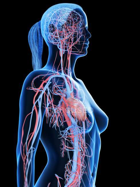 Corps féminin avec système cardiovasculaire visible, illustration numérique
. — Photo de stock