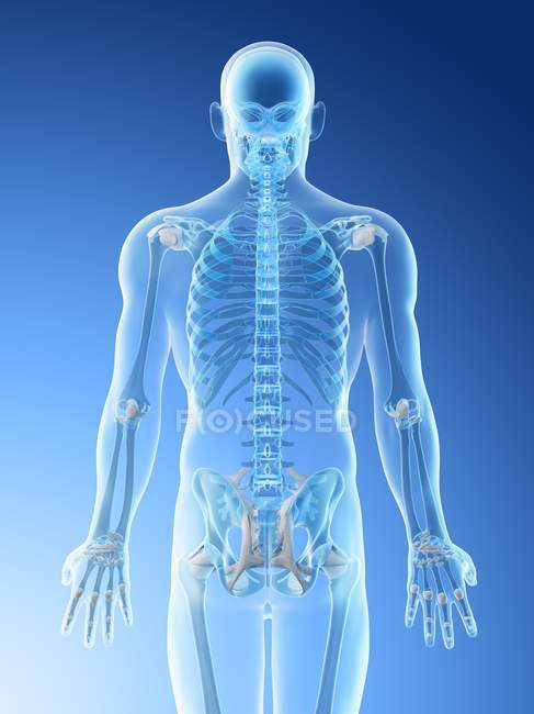Male silhouette with visible back bones, computer illustration. — Stock Photo