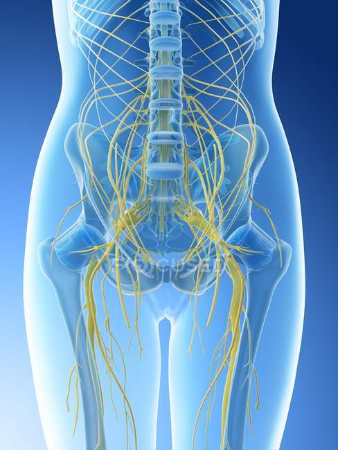 Lumbar nerves in abstract female silhouette, computer illustration. — Stock Photo