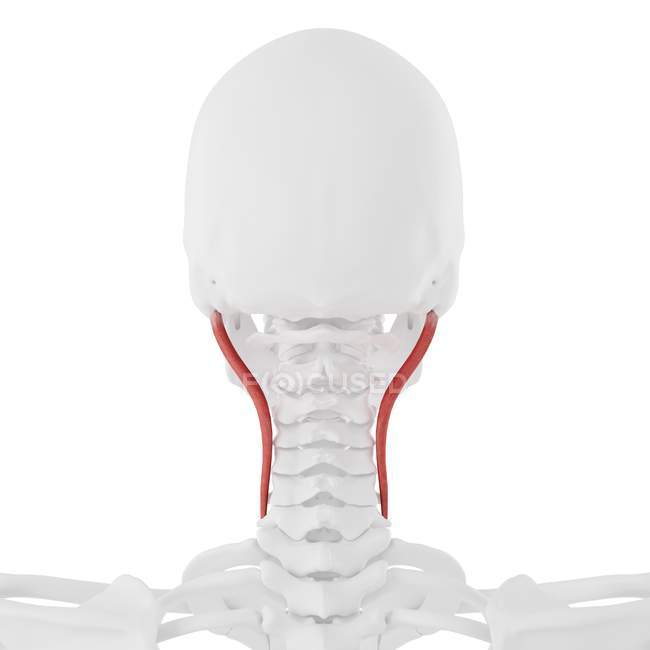 Человеческий скелет с подробным красным Longissimus Capitis мышцы, цифровая иллюстрация . — стоковое фото