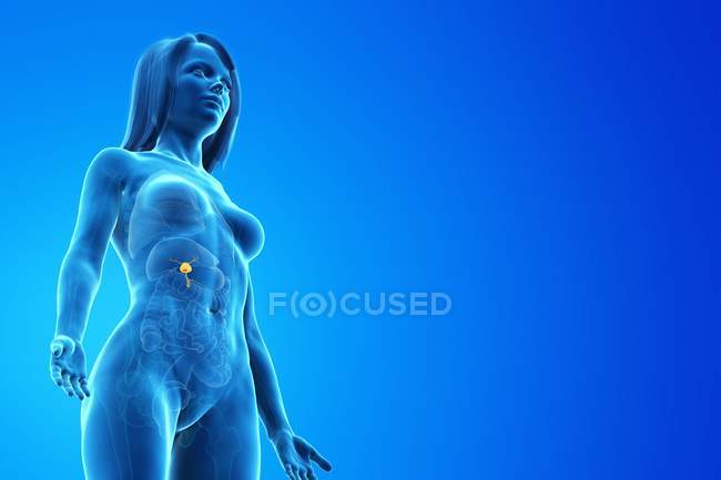 Gallenblase im abstrakten Frauenkörper auf blauem Hintergrund, Computerillustration. — Stockfoto