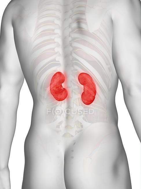 Anatomia masculina com rins coloridos visíveis, ilustração computacional
. — Fotografia de Stock