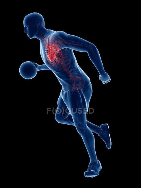 Анатомія баскетболіста з видимим серцем, комп'ютерна ілюстрація. — стокове фото