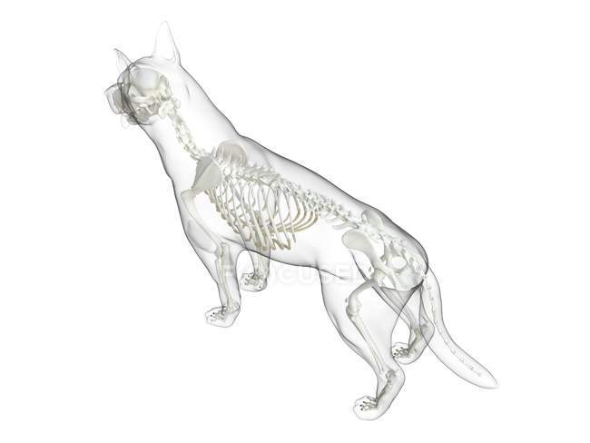 Собачий силует з видимим скелетом на білому тлі, цифрова ілюстрація . — стокове фото