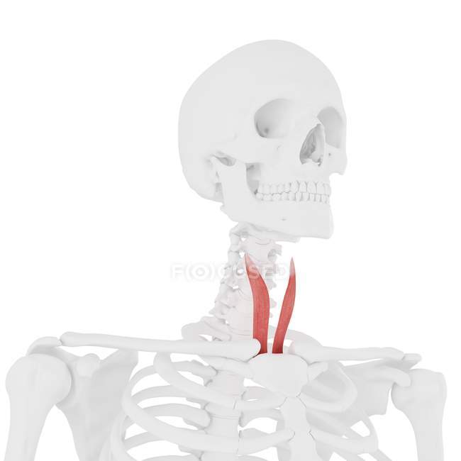 Esqueleto humano com o músculo Sternothyroid colorido vermelho, ilustração digital . — Fotografia de Stock