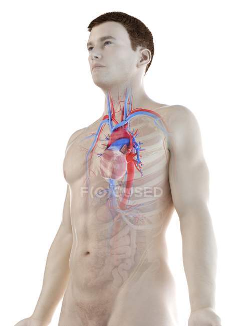 Sistema vascular en el cuerpo masculino, ilustración por computadora
. - foto de stock