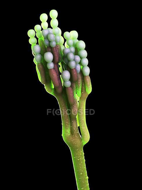 Penicillinum Pilz auf schwarzem Hintergrund, digitale Illustration. — Stockfoto