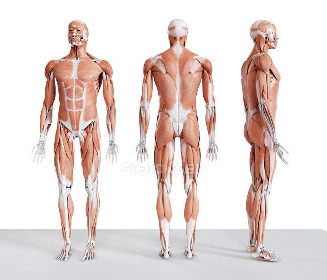 Zusammengesetzte digitale Darstellung der männlichen Muskulatur in Vorder-, Rück- und Seitenansicht. — Stockfoto