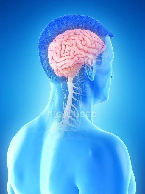 Anatomía del cuerpo masculino con cerebro visible, ilustración digital
. - foto de stock