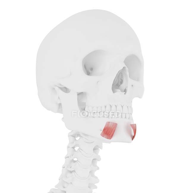 Calavera humana con detallado músculo rojo Depresor labii inferioris, ilustración digital . - foto de stock