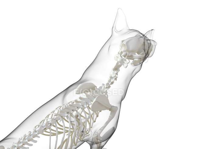 Силуэт собаки с видимым скелетом на белом фоне, цифровая иллюстрация . — стоковое фото