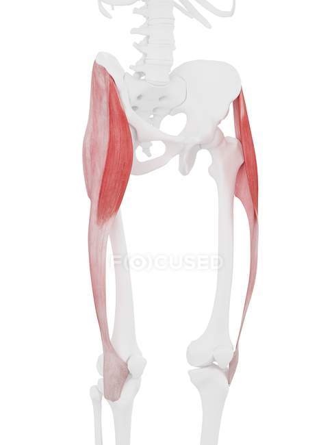 Modello di scheletro umano con dettagliato muscolo della fascia lata del tensore, illustrazione del computer . — Foto stock