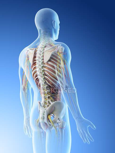 Anatomía dorsal masculina y sistema esquelético, ilustración por computadora . - foto de stock
