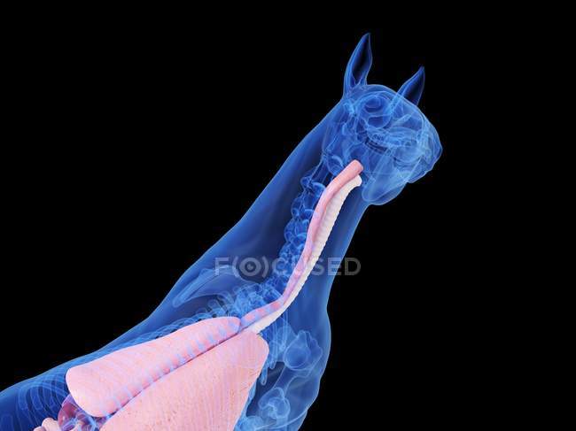 Anatomia del cavallo con organi interni visibili, illustrazione al computer . — Foto stock