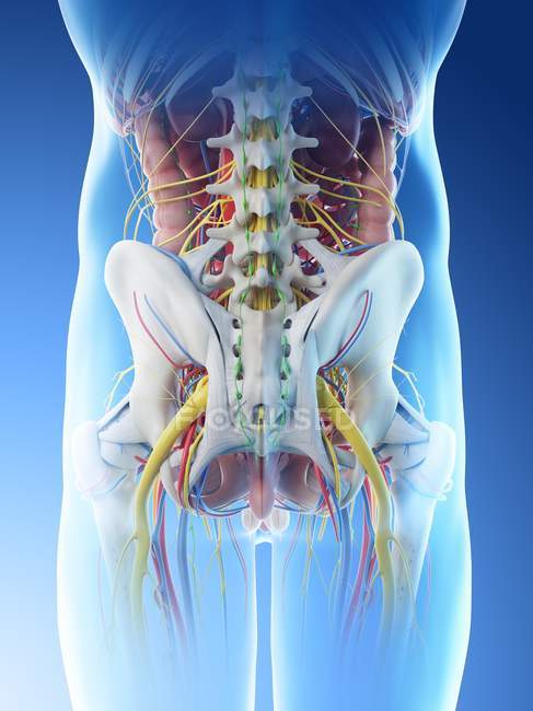 Anatomía de la pelvis masculina, ilustración digital . - foto de stock