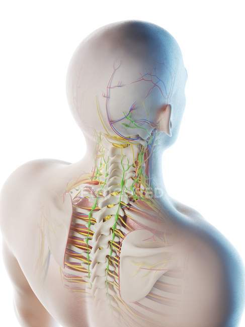 Male head and neck anatomy, digital illustration. — Stock Photo