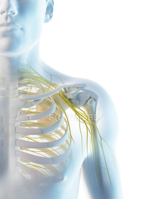 Anatomía de los nervios del hombro en silueta corporal masculina, ilustración por ordenador
. - foto de stock