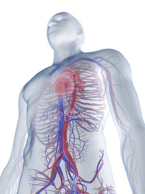 Cardiovascular system in normal male body, computer illustration. — Stock Photo