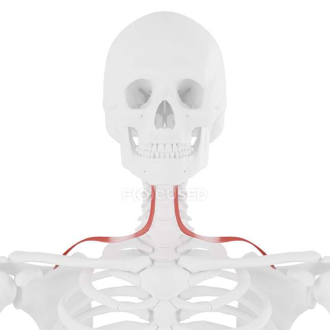 Esqueleto humano con músculo Omohioides de color rojo, ilustración digital . - foto de stock
