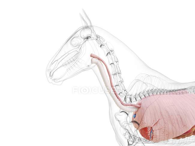 Кінь анатомії верхнього тіла, комп'ютерна ілюстрація . — стокове фото