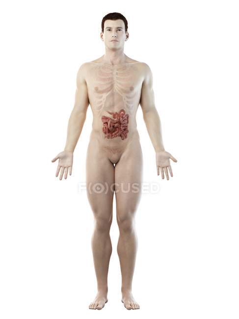 Silhouette maschile con intestino tenue visibile, illustrazione digitale
. — Foto stock