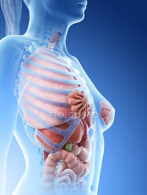 Modelo del cuerpo humano que muestra la anatomía femenina con órganos internos, ilustración de renderizado 3D digital
. - foto de stock