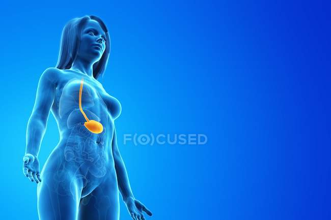 Abstrakter weiblicher Körper 3D-Modell zur Demonstration des Magens in der menschlichen Anatomie, digitale Illustration. — Stockfoto