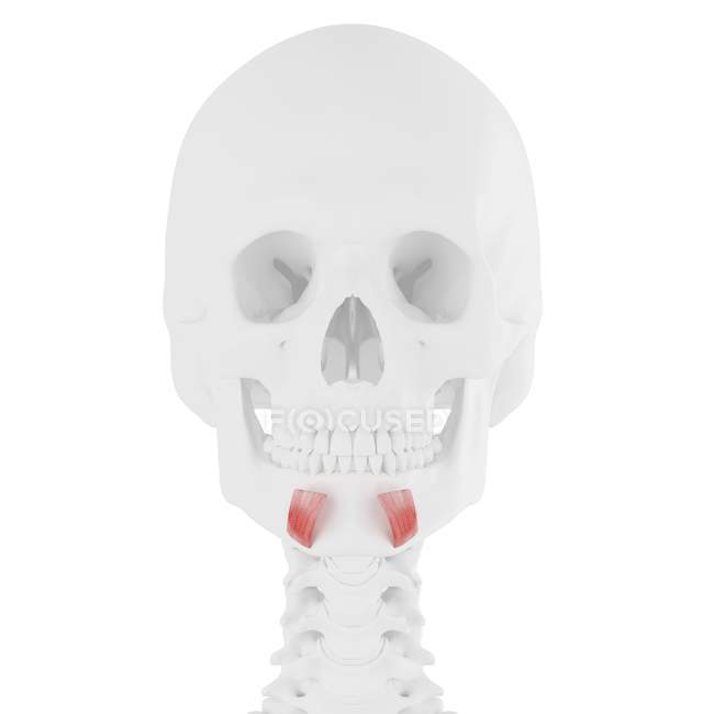 Teschio umano con dettagliato muscolo rosso Depressore labii inferioris, illustrazione digitale . — Foto stock