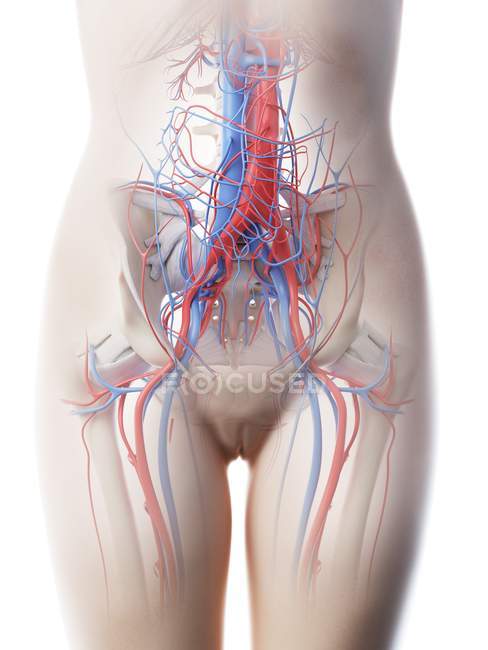 Sistema vascular abdominal femenino, ilustración por ordenador . - foto de stock