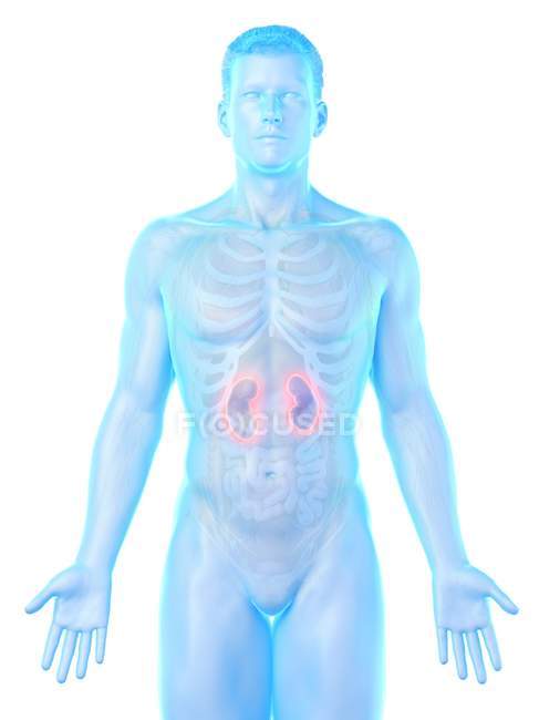 Männliche Anatomie mit sichtbaren farbigen Nieren, Computerillustration. — Stockfoto