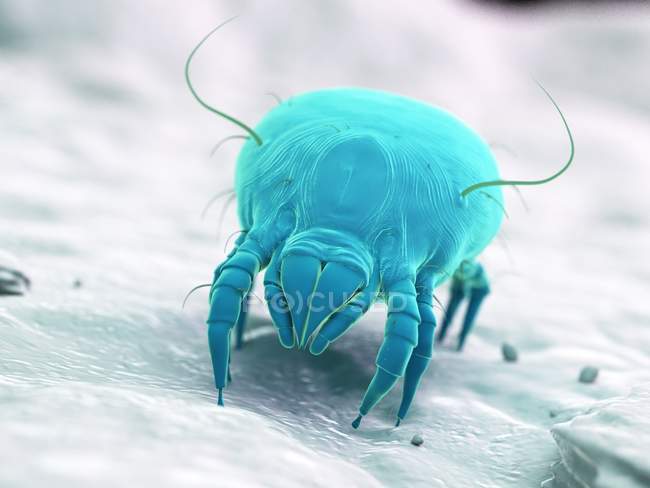 Blue colored dust mite, digital illustration. — Stock Photo
